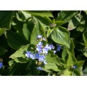 Brunnera macrophylla