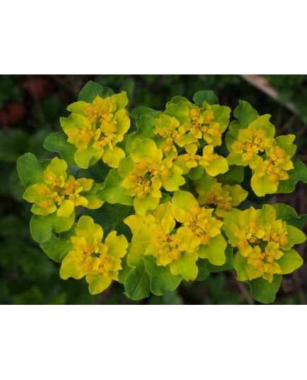 Euphorbia polychroma