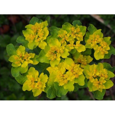 Euphorbia polychroma