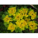 Euphorbia polychroma