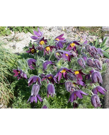 Pulsatilla vulgaris