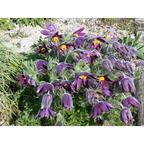 Pulsatilla vulgaris