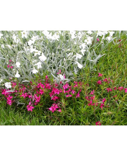 Phlox subulata 'Atropurpurea'