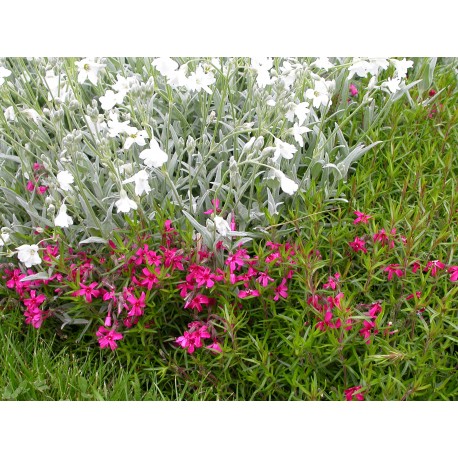 Phlox subulata 'Atropurpurea'