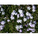 Phlox subulata 'Emerald Cushion Blue'