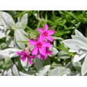 Phlox subulata 'Atropurpurea'