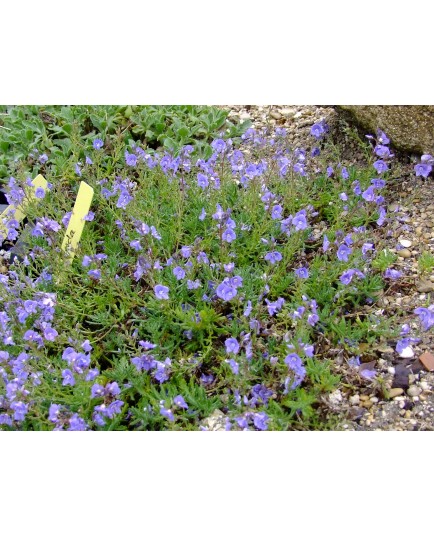 Veronica cinerea - Véronique grise - véronique cendrée