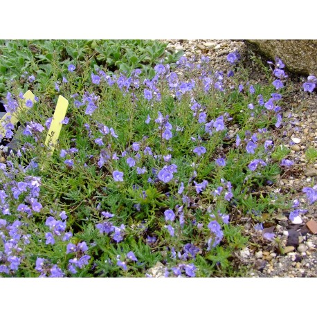 Veronica cinerea - Véronique grise - véronique cendrée