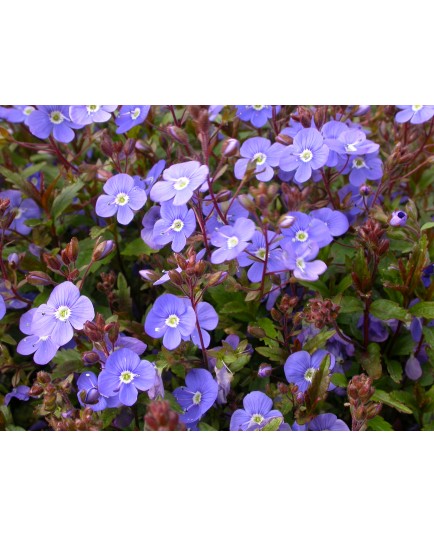 Veronica peduncularis 'Nyman's Variety'