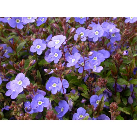 Veronica peduncularis 'Nyman's Variety'