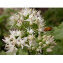 Hylotelephium populifolium - sedum à feuille de peuplier