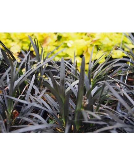 Ophiopogon planiscapus 'Nigrescens'