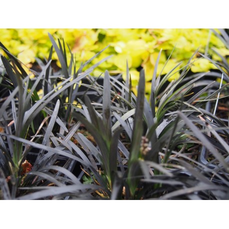 Ophiopogon planiscapus 'Nigrescens'