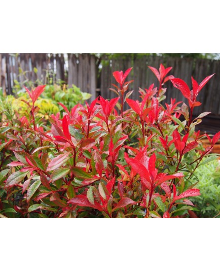 Photinia fraseri x 'Carré Rouge'