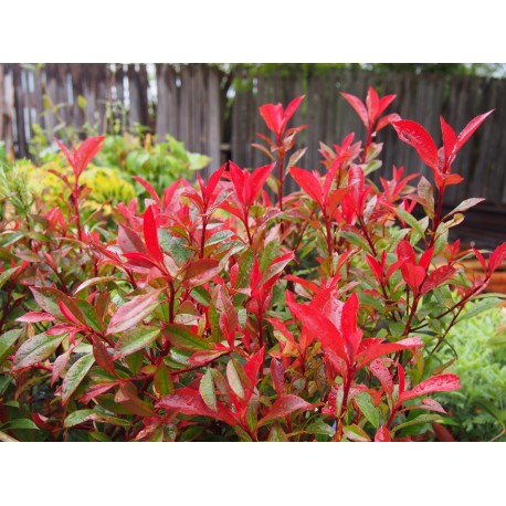 Photinia fraseri x 'Carré Rouge'