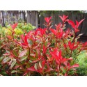 Photinia fraseri x 'Carré Rouge'