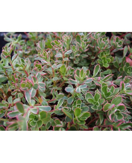 Sedum spurium 'Variegatum'