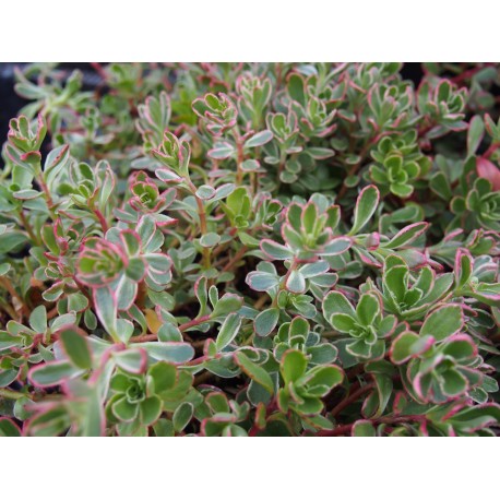 Sedum spurium 'Variegatum'