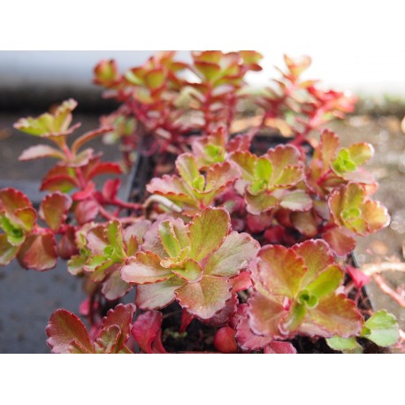 Sedum spurium 'Fuldaglut'