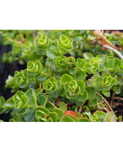 Sedum spurium 'Purpurteppich'