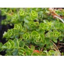 Sedum spurium 'Purpurteppich'