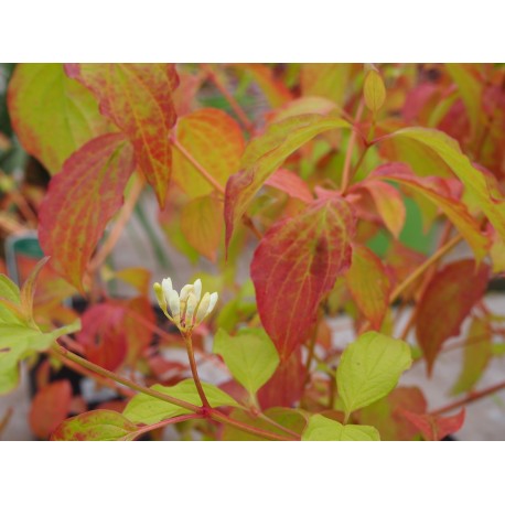 Cornus sanguinea 'Anny's Winter Orange