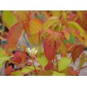 Cornus sanguinea 'Anny's Winter Orange