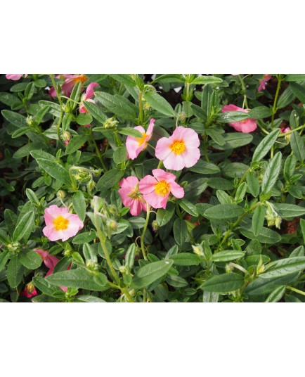 Helianthemum 'Lawrenson's Pink'