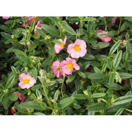 Helianthemum 'Lawrenson's Pink'