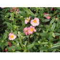 Helianthemum 'Lawrenson's Pink'