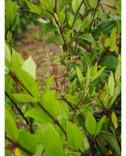 Ligustrum lucidum - troènes luisants