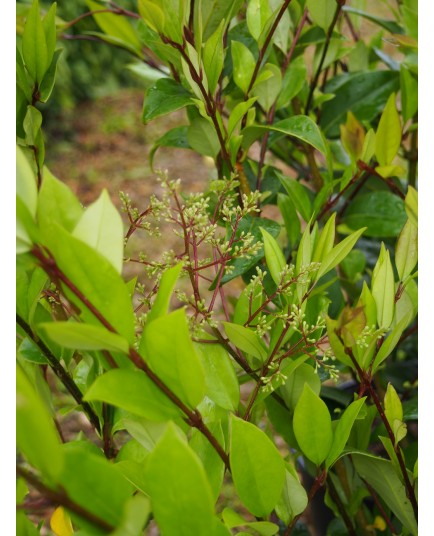 Ligustrum lucidum - troènes luisants