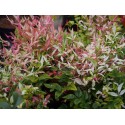 Nandina domestica 'Twilight'