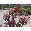 Physocarpus 'Little joker'®