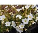 Arenaria montana - Sabline des montagnes