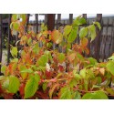 Cornus sanguinea 'Anny's Winter Orange