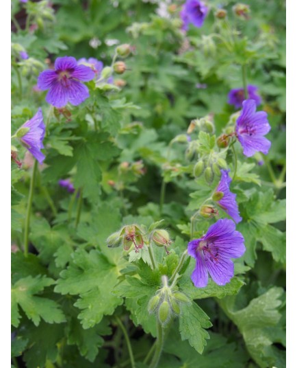 Geranium ibericum