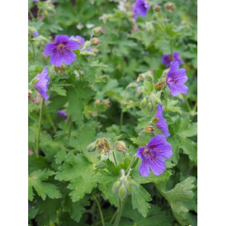 Geranium ibericum