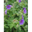 Geranium ibericum