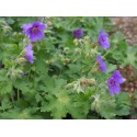 Geranium ibericum