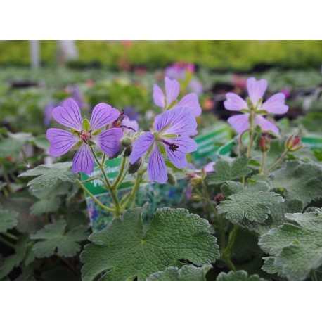 Geranium renardii 'Philipe Vapelle'