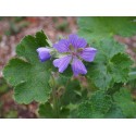 Geranium renardii 'Philipe Vapelle'