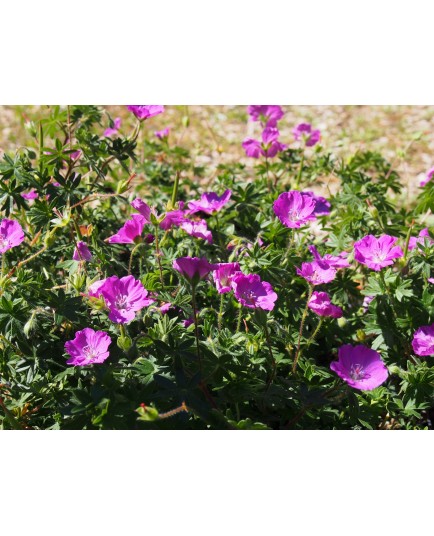 Geranium sanguineum