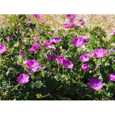 Geranium sanguineum