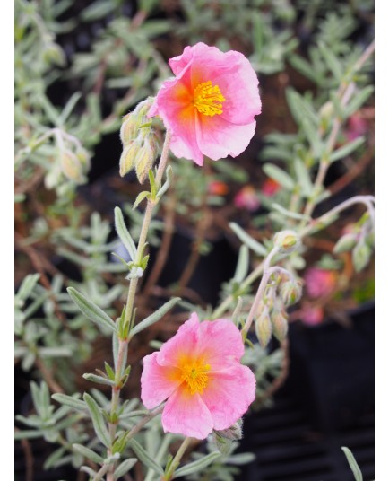 Helianthemum 'Rhodante Carneum''