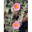 Helianthemum 'Rhodante Carneum''