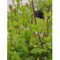 Lonicera 'Honey Baby' ®' - Chèvrefeuille nain