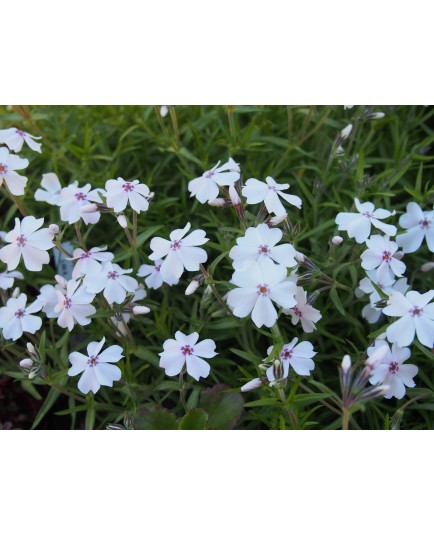 Phlox subulata 'Amazing Grace'