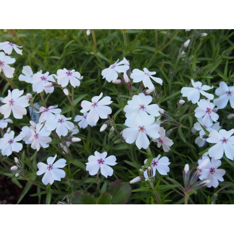 Phlox subulata 'Amazing Grace'