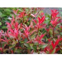 Photinia fraseri x 'Carré Rouge'